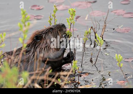 Biber Nahaufnahme Profil Seitenansicht Kopf mit Wasser und Seerosen Pads, essen Laub in seiner Umgebung und Lebensraum. Bild. Bild. Hochformat. Stockfoto