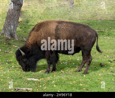 Bison Nahaufnahme Seitenansicht Wandern und Nahrungssuche auf dem Feld mit einem verschwommenen Waldhintergrund, der großen Körper und Hörner in seiner Umgebung zeigt. Stockfoto