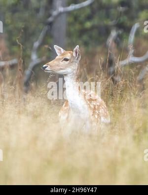 Nahaufnahme des „Braow Deer“-Profils mit verwacklungsunschärfem Vorder- und Hintergrund in seiner Umgebung und Umgebung. Stockfoto