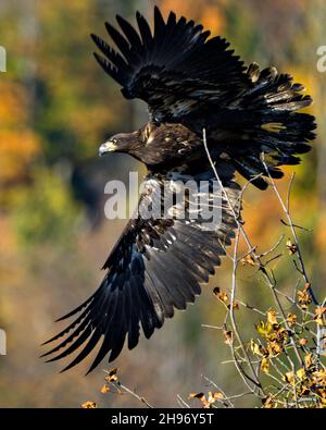 Der junge Weißkopfseeadler fliegt über Äste mit einem herbstlich verschwommenen Hintergrund in seiner Umgebung und Umgebung und zeigt sein dunkelbraunes p Stockfoto