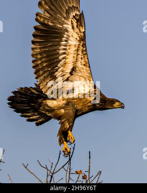 Der junge Weißkopfadler fliegt mit einem blauen Himmelshintergrund in seiner Umgebung und Umgebung und zeigt sein dunkelbraunes Gefieder, gelbe Krallen Stockfoto