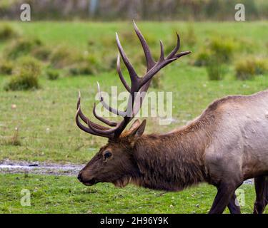 Elch männlichen Kopf Nahaufnahme Profil Seitenansicht im Feld mit seinem großen Geweih und braunen Samthaut Fell in seiner Umgebung und Lebensraum. Stockfoto