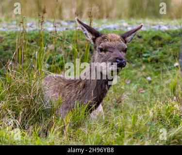 Junges Tier Elch ruht auf dem Feld mit Gras Hintergrund und Vordergrund in seiner Umgebung und Lebensraum Umgebung. Wapiti Portrait. Rothirse. Stockfoto