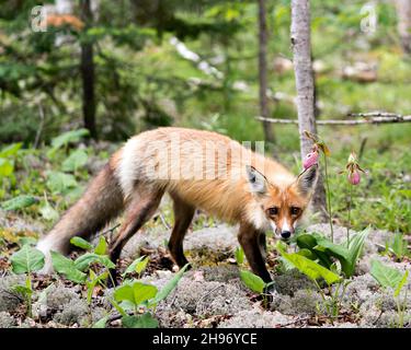 Rotfuchs Nahaufnahme Profil Seitenansicht Blick auf die Kamera mit einem verschwommenen Waldhintergrund und wilden Blumen in seiner Umgebung und Lebensraum. Fox-Bild. Bild Stockfoto