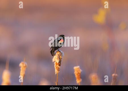 Rotflügelige Amsel, die auf einem Rohrschwanz im Norden von Wisconsin thront. Stockfoto