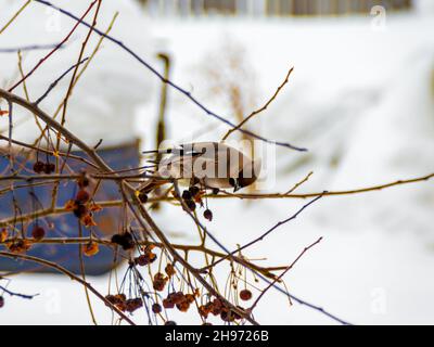 Der Taiga-Vogelwachflügel ernährt sich im Winter von gefrorenen Früchten des sibirischen Apfelbaums Stockfoto