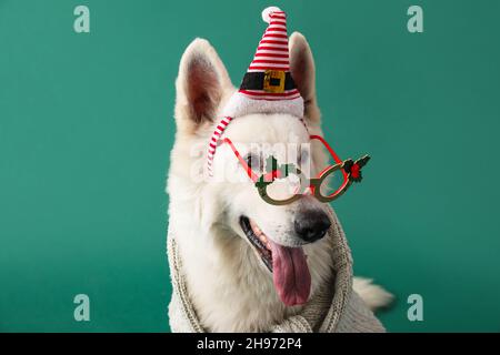 Niedlicher weißer Hund trägt eine Brille und einen Weihnachtsmann-Hut auf farbigem Hintergrund Stockfoto