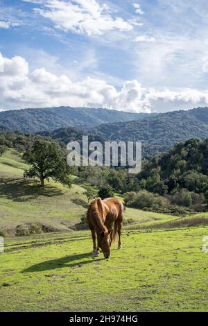 Kastanienbraunes Pferd grast auf üppig grünen Hügeln mit Wald im Hintergrund Stockfoto