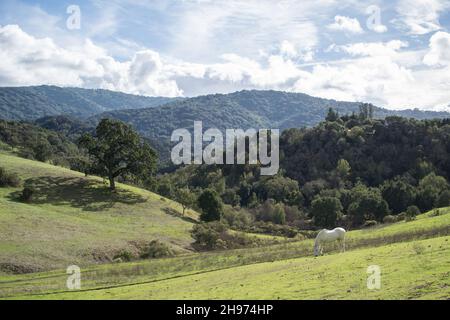 Weißes Pferd grast auf grünen Hügeln mit Wald und Bergen im Hintergrund Stockfoto