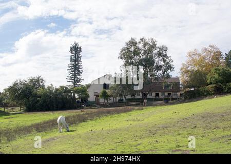 Weißes Pferd grast auf dem Feld vor dem cremefarbenen Stallblock Stockfoto