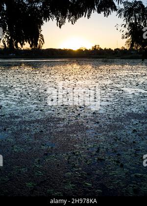 Sonnenuntergang über der Lily Creek Lagoon, Kununurra, Kimberley Stockfoto