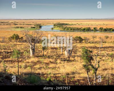 Boab-Bäume (Adansonia gregorii) in der Savanne bei Marlgu Billabong in den Parry Lagunen, einem Feuchtgebiet in der East Kimberley, das zum RAMSAR-Standard gehört Stockfoto