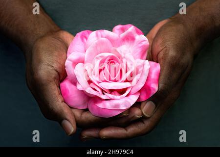 African American Male Hands Holding Rose Grey Hintergrund. Nahaufnahme der Hände eines schwarzen Mannes mit einer einzelnen rosa Rose. Liebe, Geschenk, geben, valentine Konzept. Stockfoto