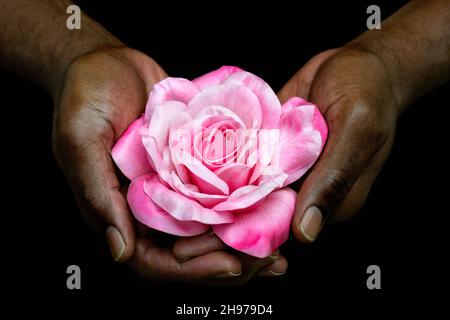 African American man's Hands Holding Single Rose Black Hintergrund. Nahaufnahme von schwarzen männlichen Händen mit rosa Rose. Liebe, Geben, valentinstag konzeptuell. Stockfoto
