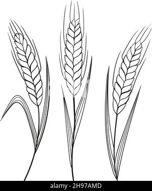 Von Hand gezeichnete Ähren aus Weizen, Gerste, Getreide. Schwarz-Weiß-Vektor realistische Skizze Weizenohr, ganze Hafer. Illustration der landwirtschaftlichen Pflanze, Gerste und Roggen Ernte, Ernte Getreide, Mehlproduktion Stock Vektor