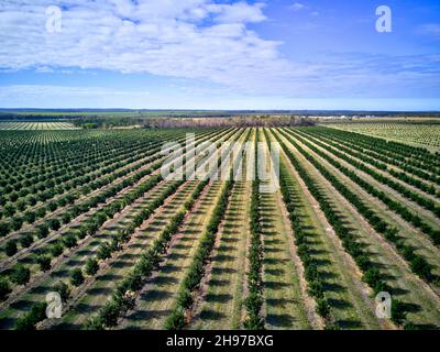 Luftaufnahme von jungen Macadamianuss-Plantagen auf einst Zuckerrohrfeldern in der Nähe von Childers Queensland Australia Stockfoto