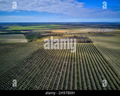 Luftaufnahme von jungen Macadamianuss-Plantagen auf einst Zuckerrohrfeldern in der Nähe von Childers Queensland Australia Stockfoto