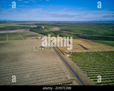 Luftaufnahme von jungen Macadamianuss-Plantagen auf einst Zuckerrohrfeldern. Childers Queensland Australien Stockfoto