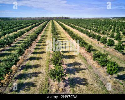 Luftaufnahme von jungen Macadamianuss-Plantagen auf einst Zuckerrohrfeldern. Childers Queensland Australien Stockfoto