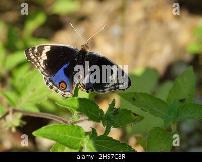 Blauer Stiefmütterchen-Schmetterling auf grünem Blatt mit natürlichem braunen Hintergrund, Ein deformiges Insekt mit Flügeln, die auf einer Seite kleiner als normal sind Stockfoto