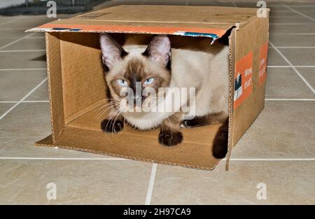 Junge reinrassige Siamkatze, die in einem kleinen Karton auf der Seite spielt und auf einem Fliesenboden auf die Kamera schaut. Stockfoto