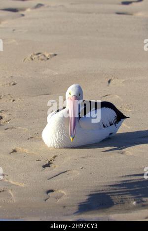 Australian Pelican am Strand von Burrum Heads Fraser Coast Queensland Australien Stockfoto