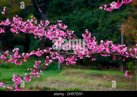 Rosa Kirschblüte Blume blüht auf Baum Zweig Stockfoto