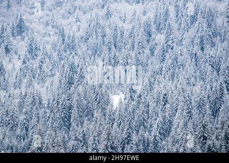 Winter weihnachtswald mit fallendem Schnee und Bäumen. Landschaft im Winter. Frostiger Morgen im Wald. Stockfoto
