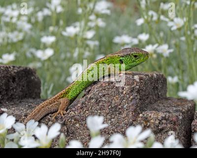 Sandeidechse, Lacerta agilis, in einer Nahaufnahme Stockfoto