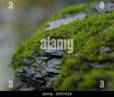 Eine selektive Fokusaufnahme von moosbedecktem Gestein im Wald Stockfoto