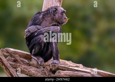 Ein sitzender westafrikanischer Schimpanse entspannt sich Stockfoto