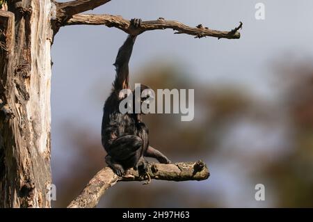 Ein sitzender westafrikanischer Schimpanse entspannt sich Stockfoto