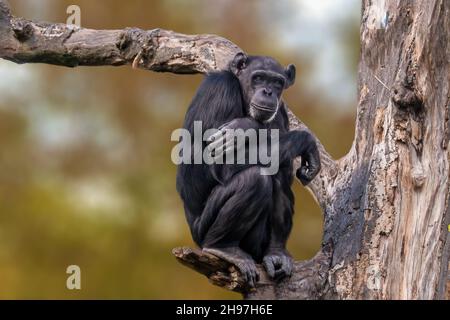 Ein sitzender westafrikanischer Schimpanse entspannt sich Stockfoto