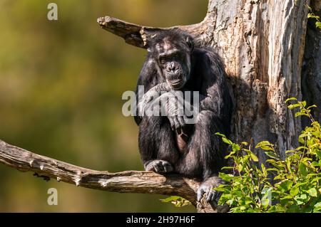 Ein sitzender westafrikanischer Schimpanse entspannt sich Stockfoto