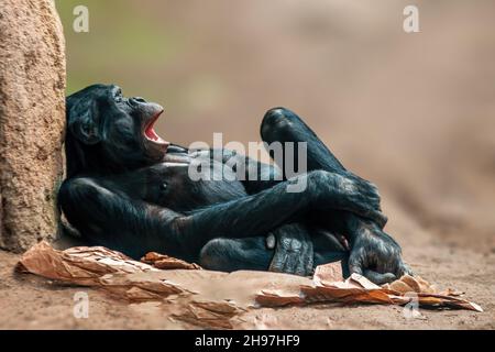 Ein liegender westafrikanischer Schimpanse entspannt sich Stockfoto