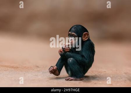 Ein sitzender westafrikanischer Schimpansen-Baby entspannt sich Stockfoto