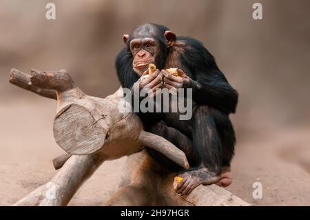 Ein sitzender westafrikanischer Schimpanse entspannt sich Stockfoto