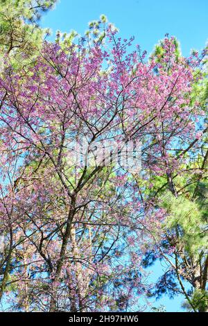 Rosa Kirschblüte Blume blüht auf Baum Zweig Stockfoto