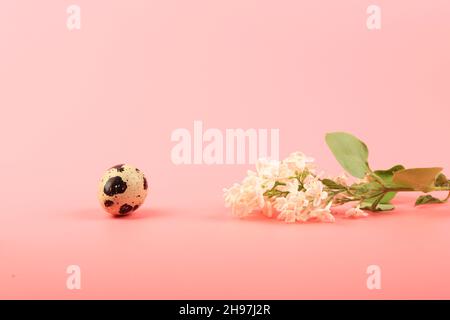 osterfrühlingskomposition. Wachtelei und Zweig aus weißem Flieder auf rosa Hintergrund Stockfoto