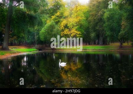 Einfarbiger weißer Schwan, der auf einem ruhigen Herbstsee schwimmt, umgeben von Bäumen mit farbenfrohem Laub, in einem Konzept der Jahreszeiten Stockfoto