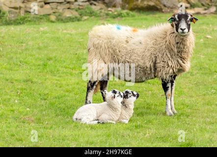 Swaledale-Mutterschafe oder weibliche Schafe mit ihren beiden Swaledale-Maultierlämmern saßen auf dem Gras und schauten im Frühling auf ihre Mutter. Swaledale Schafe sind heimisch Stockfoto
