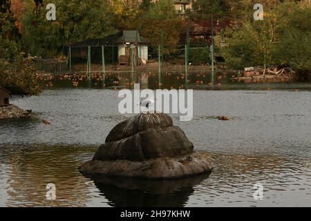 Albatross auf einem Felsen unter wild schwimmenden Enten im herbstlichen Stadtteich Stockfoto