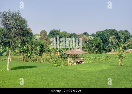 Blick auf grünes Reisfeld mit Holzhütte oder Pavillon und Bäumen im Hintergrund. Keine Personen. Blauer Himmel. Stockfoto