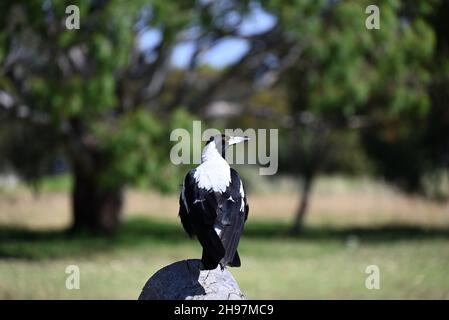 Die australische Elster thront auf einem Holzbalken und blickt über die Schulter in einer sonnendurchfluteten Parklandschaft Stockfoto