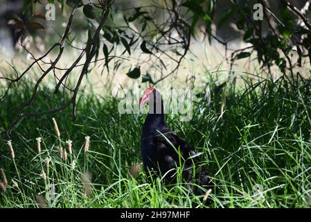 Wachsames purpurnes Swamphen, oder Pukeko, in einem schattigen Bereich mit langem Gras unter einem Baum Stockfoto