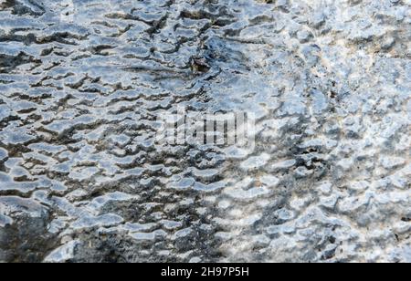 Wasser sickert und fließt über Mergel- und Siltstone-Felsen am hinteren Ende von Jackson's Bay auf Barry Island, Wales, Großbritannien Stockfoto