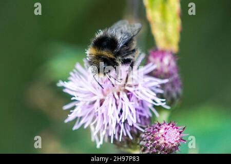 Eine Biene, die Pollen sammeln Stockfoto