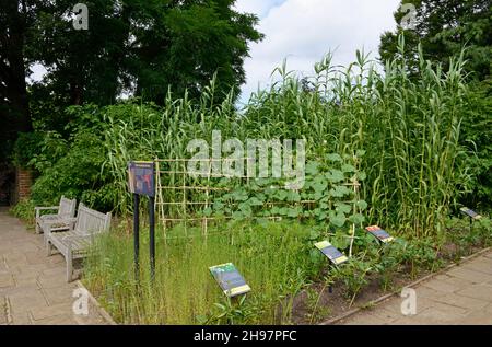 In einem Ausstellungsbereich in der Nähe des formalen Gartens im Horniman Museum and Gardens in London wird eine Reihe von Nutzpflanzen für industrielle und landwirtschaftliche Zwecke angebaut. Stockfoto