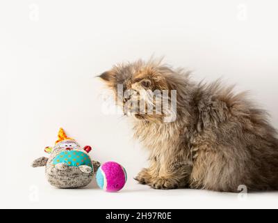 Süßes persisches Kätzchen auf weißem Hintergrund Stockfoto