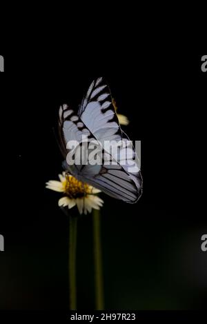 Schöner weißer Schmetterling sitzt auf einer Blume und sammelt Honig Stockfoto